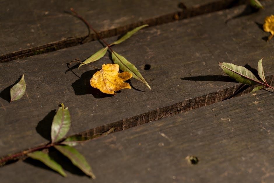 ncl bliss deck plans pdf